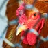 Primul caz de gripă aviară la om transmisă de la vaci
