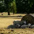 Animalele sălbatice, victime tăcute ale valurilor de căldură