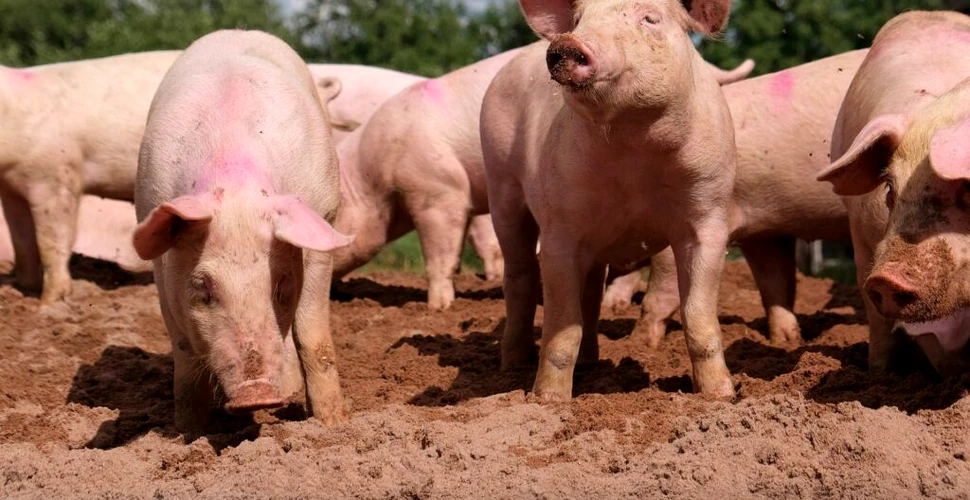 Peste 40% dintre porcii din România, crescuți în gospodăriile populaţiei