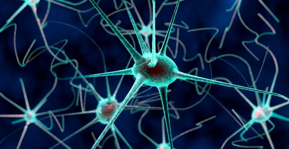 Descoperire remarcabilă: neuronii pot comunica într-un mod complet nou. ,,Această descoperire reprezintă o îmbunătăţire semnificativă a modului în care înţelegem memoria”