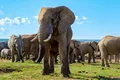 De ce amenință Botswana că va trimite 20.000 de elefanți în Germania?