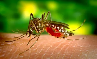 Spray-ul de țânțari ar putea proteja împotriva COVID-19. Ce au descoperit oamenii de știință
