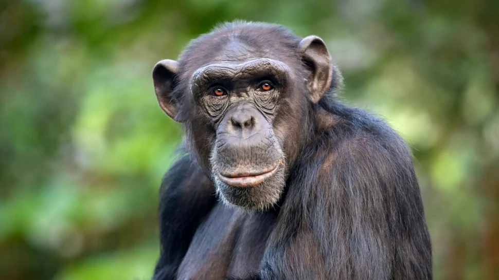 Până și cimpanzeii își pot schimba părerea dacă le arăți dovezi
