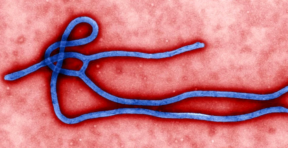 Începe primul studiu clinic asupra unui vaccin anti-Ebola
