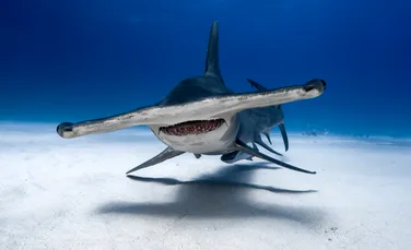Semnal de alarmă după ce oamenii de știință au secvențiat genomurile rechinilor în pericol de dispariție