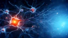 Pentru prima dată, un studiu arată că creierul produce noi neuroni și la bătrânețe