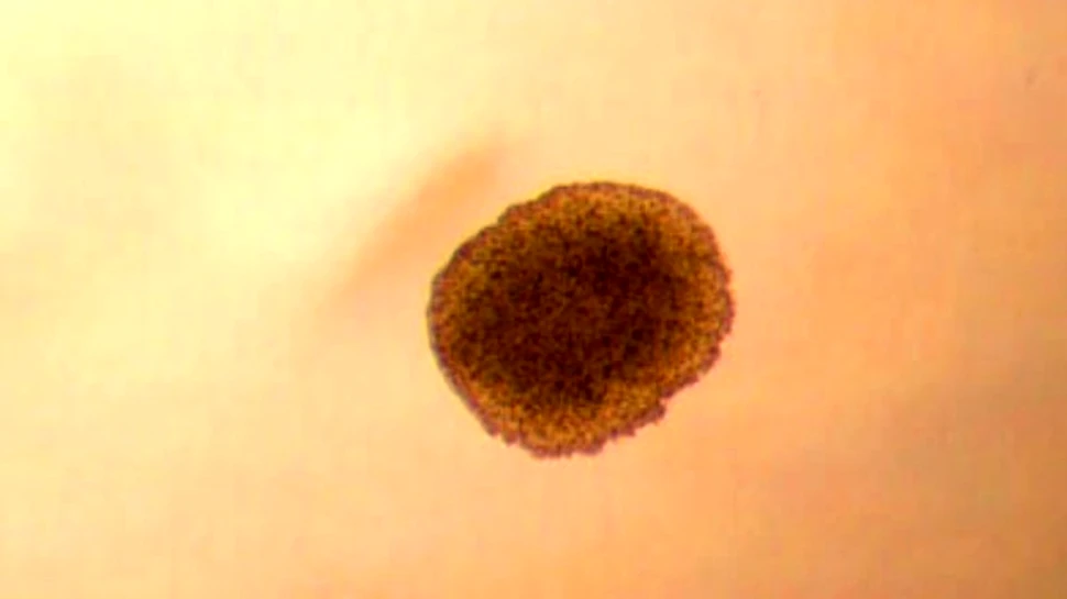 A fost descoperit genomul animalului primordial