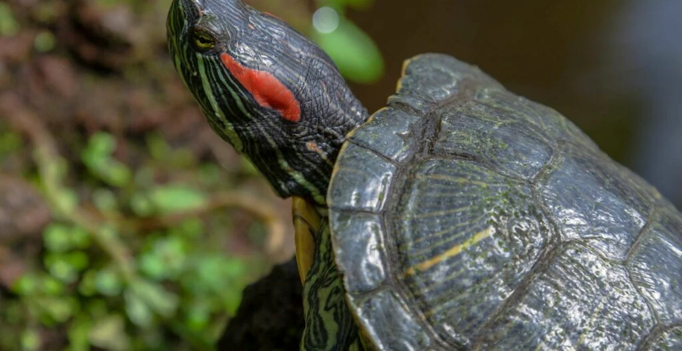 Cercetătorii au aflat cum determină temperatura sexul țestoaselor