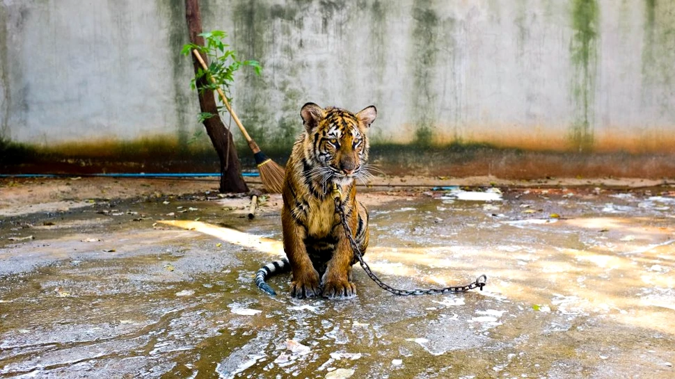 Situaţie bizară şi extrem de sumbră: există mai mulţi tigri ca ”animale de companie” decât există în sălbăticie
