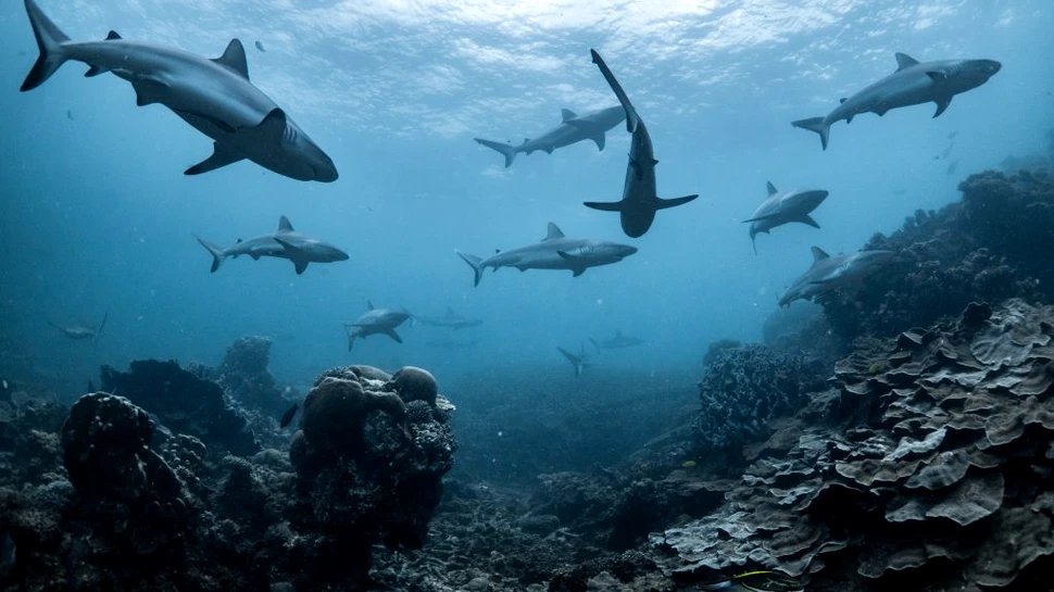 Rechinii au dispărut aproape în totalitate în urmă cu 19 milioane de ani și nu și-au mai revenit niciodată