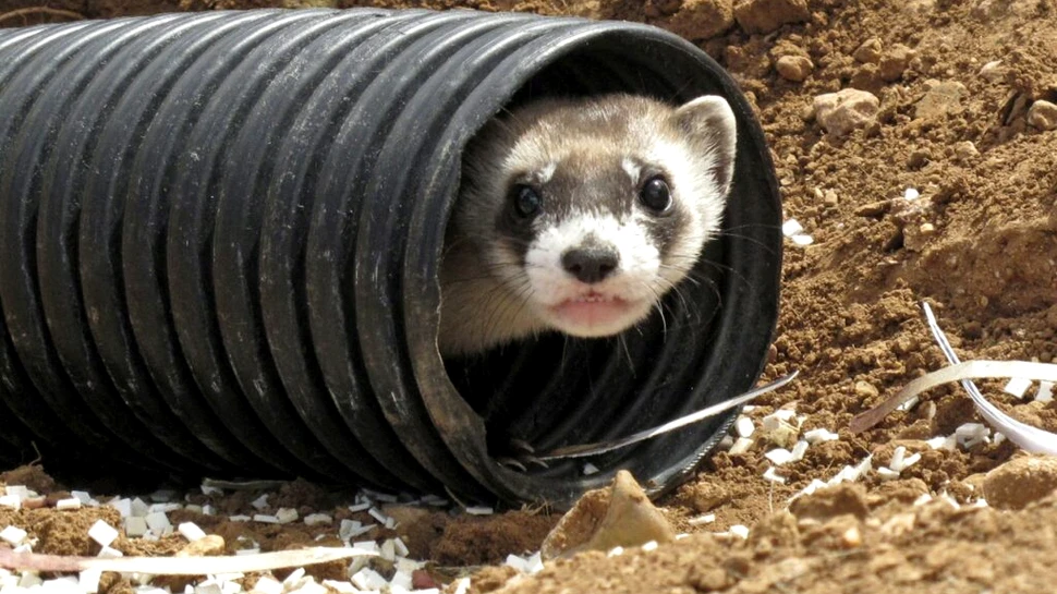 Cercetătorii au reușit să reproducă prin clonare o specie considerată dispărută de 45 de ani