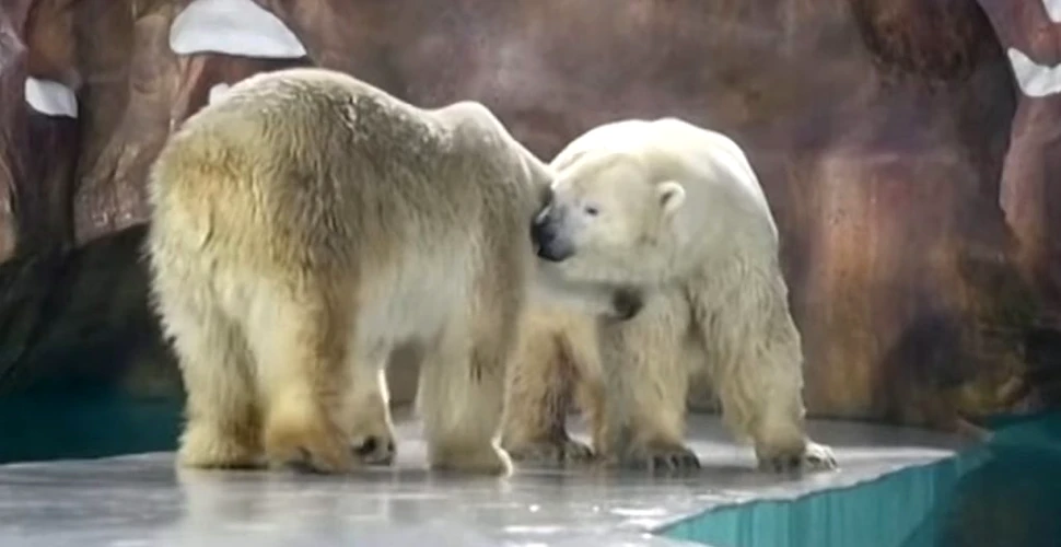 Primul hotel cu urși polari, deschis în China, provoacă controverse
