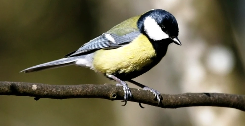 Viaţa grea scurtează copilăria: păsările ameninţate de prădători se maturizează mai repede