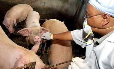 Crearea unui vaccin impotriva gripei porcine va dura mai mult decat se credea