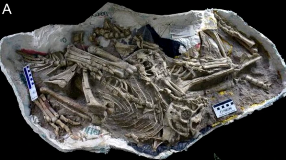 FOTO. Păsările, dinozauri moderni? O nouă descoperire indică faptul că dinozaurii şi păsările sunt mai asemănătoare decât se credea anterior