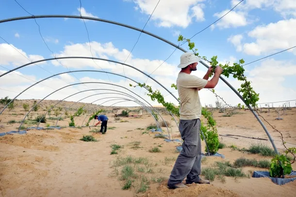 Cultivatori de viţă de vie în Deşertul Negev