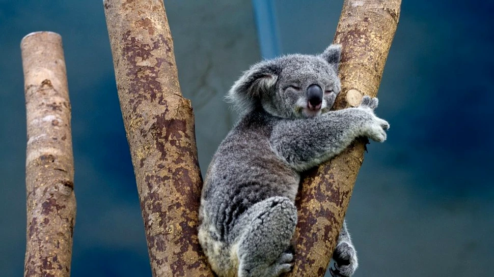 Criza extincției se adâncește. Dispar animalele indigene din nordul Australiei