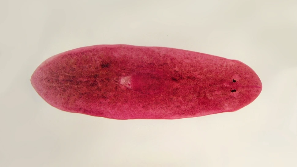 Uluitor: viermii decapitaţi îşi formează un creier nou şi îşi recapătă vechile amintiri!