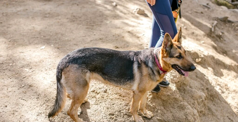 Un câine dispărut din California a străbătut jumătate din SUA până să se întoarcă acasă