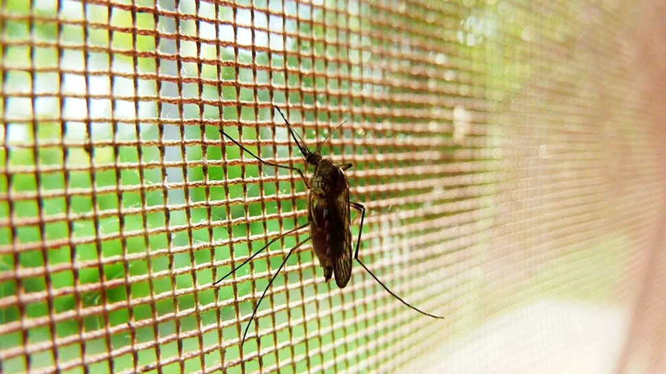 Vaccinarea împotriva malariei își pierde rapid efectul protector. De ce?