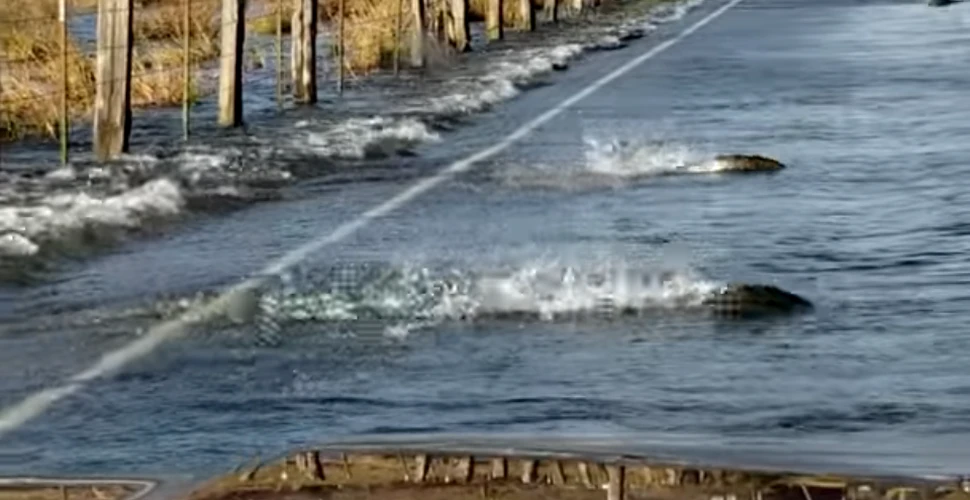 Moment foarte rar în natură: peştii traversează o porţiune de şosea acoperită de apă – VIDEO