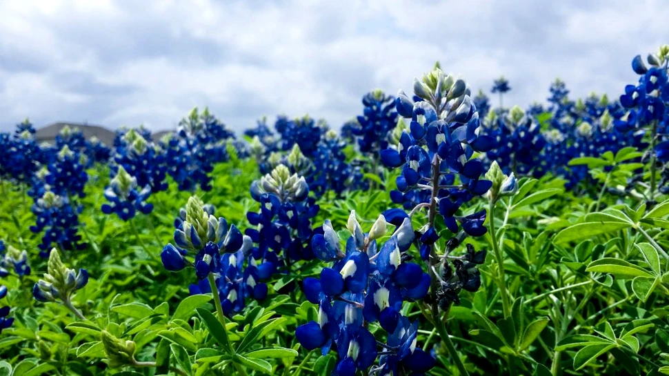 A fost găsit cel mai mare duşman al plantelor. Câte sunt pe cale de dispariţie