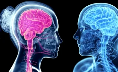Creierul femeilor este diferit de cel al bărbaţilor? Savanţii au găsit răspunsul după zeci de studii