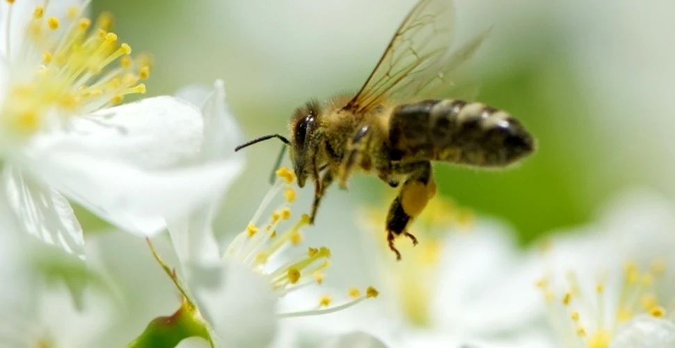 Telefoanele mobile, o posibilă cauză a scăderii numărului de albine