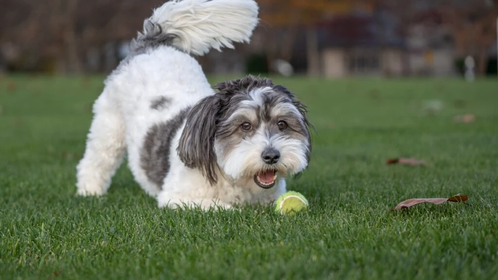 Ce înseamnă atunci când un câine evită privirea omului? Limbajul câinilor, explicat pe înțelesul tuturor!
