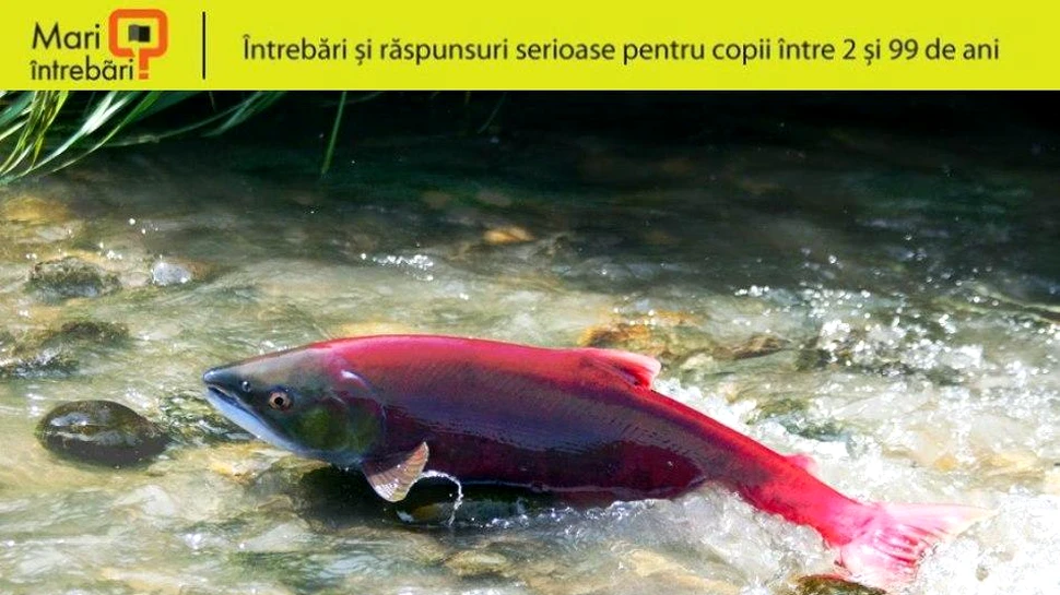 De ce înoată somonul distanţe lungi pentru a depune icrele?