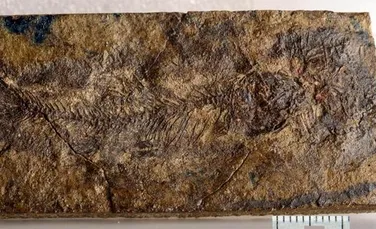 O nouă specie minusculă de pește preistoric dezvăluie originile somnului și crapului