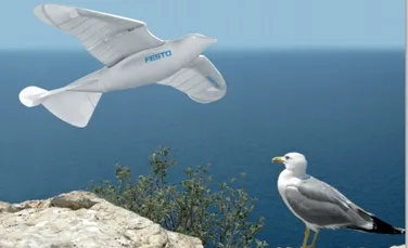 SmartBird este pasărea-robot ce păcăleşte pescăruşii prin realismul său! (VIDEO)