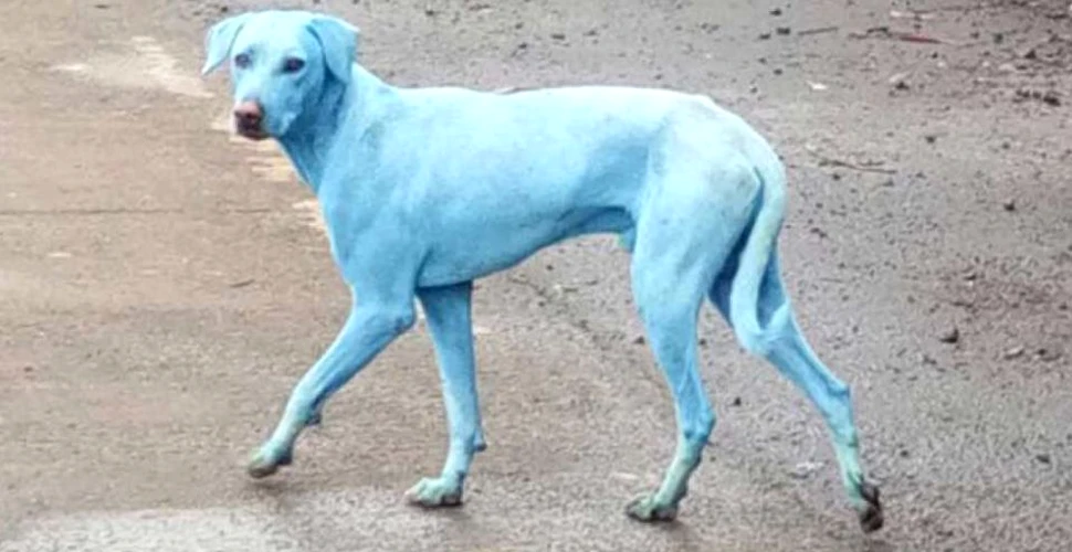 Nu este vorba despre o nouă specie de câine. Cum a devenit blana patrupedelor din Mumbai albastră