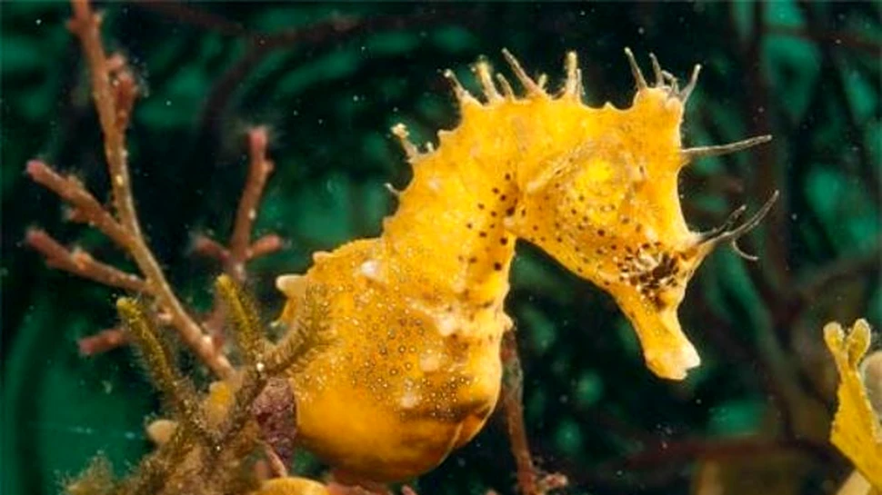 Au fost descoperite 5 noi specii de caluti de mare
