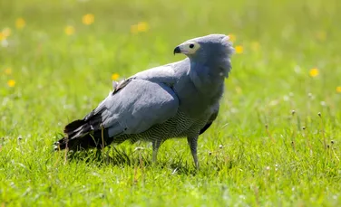 Un nou studiu arată că păsările sunt afectate grav de folosirea pesticidelor