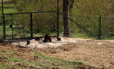 Moment special la Zărneşti: primii pui născuţi în rezervaţia de urşi au ieşit ”în lume”