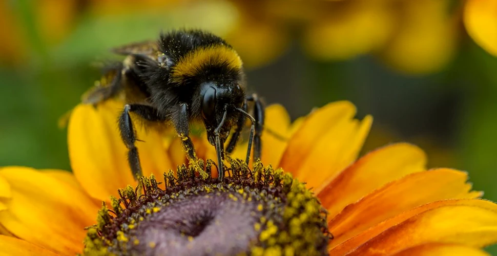 Un aspect interesant despre ”viaţa secretă” a albinelor a fost scos la iveală