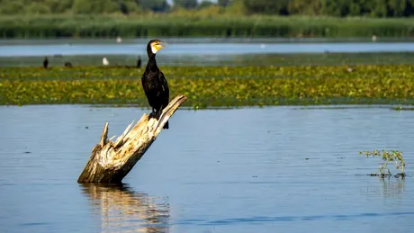 De ce vor statele UE să scape de cormorani?