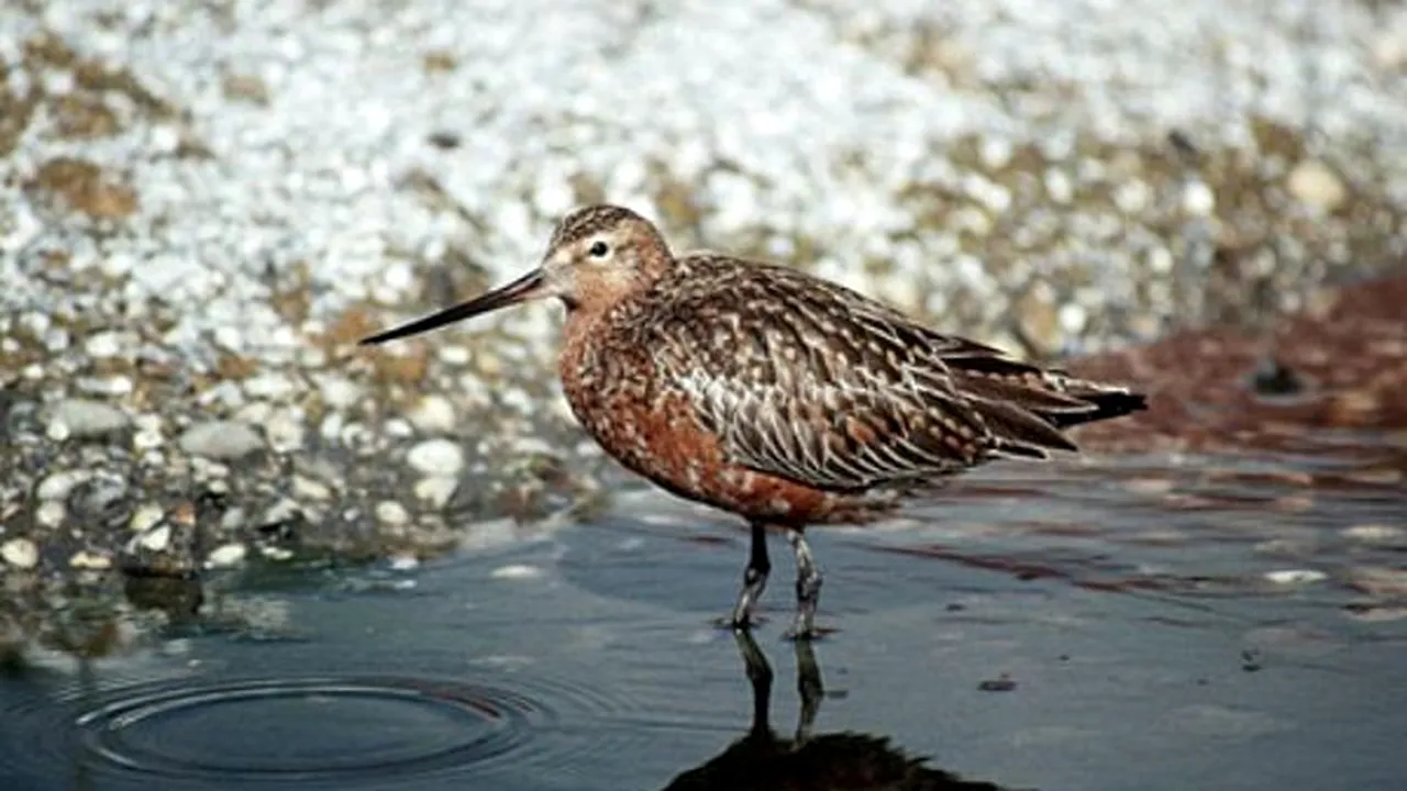 1-wader 
