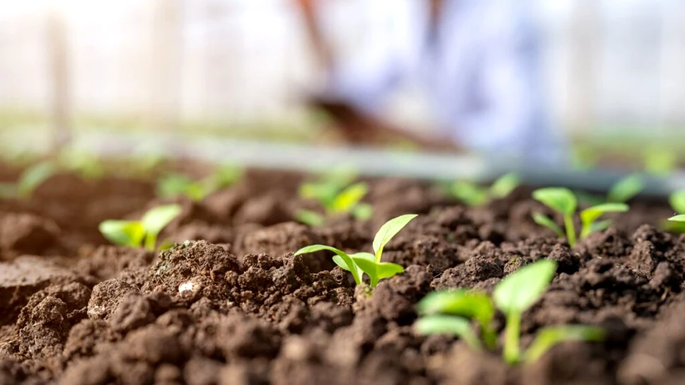 Dacă plantezi aceste legume acum, te poți bucura de ele înainte de sfârșitul verii!
