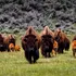 Mai mulți turiști, atacați de bizoni în Parcul Național Yellowstone din SUA