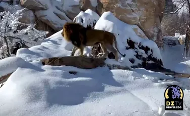 Imagini virale cu leii care se joacă în zăpadă la o grădină zoologică din Statele Unite