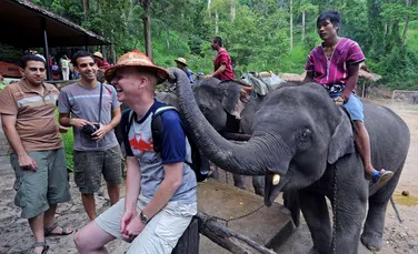 Răzbunarea unui elefant, exploatat zi de zi: şi-a ucis însoţitorul şi a fugit în junglă cu trei turişti chinezi