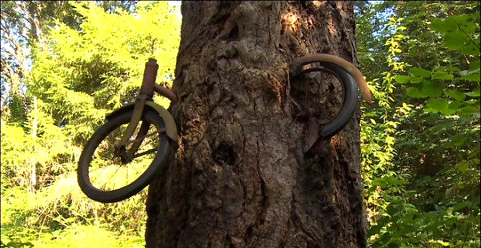 ”Un băiat şi-a lăsat bicicleta sprijinită de un copac când a plecat în război”. Povestea incredibilă din spatele acestei imagini celebre