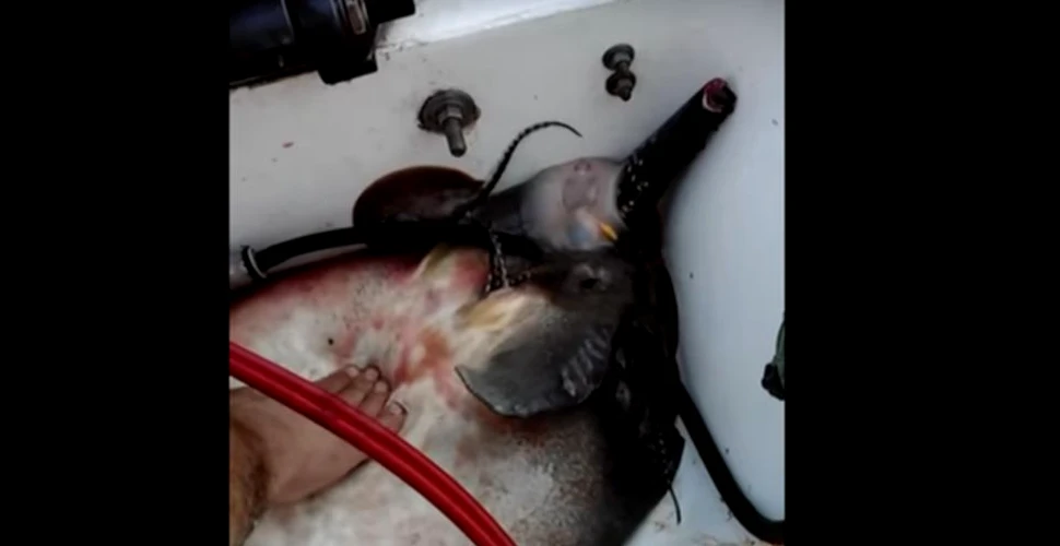Mai mulţi pescari au capturat o pisică de mare. După ce i-au tăiat coada au avut parte de o surpriză de proporţii – VIDEO