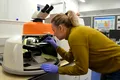 Fără precedent: Fosila unui vultur, veche de 30.000 de ani și cu penele intacte, găsită în Italia