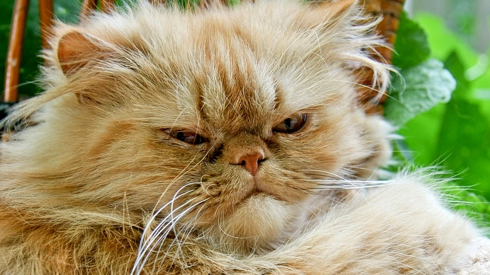 Iranul ar putea trimite în spaţiu o pisică persană, idee denunţată de activiştii ce militează pentru drepturile animalelor