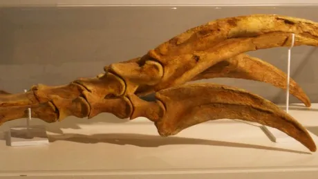 Animalul cu cele mai lungi gheară din istorie. „Probabil unul dintre cele mai bizare experimente” ale evoluției
