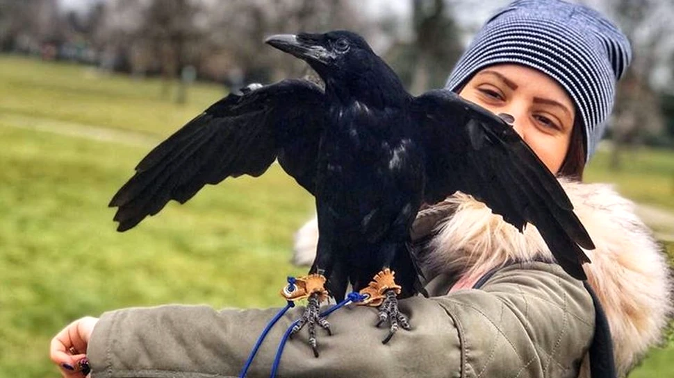 Un cuplu din Gorj creşte o cioară drept animal de companie. Cronco are dormitorul ei şi o lesă specială – VIDEO