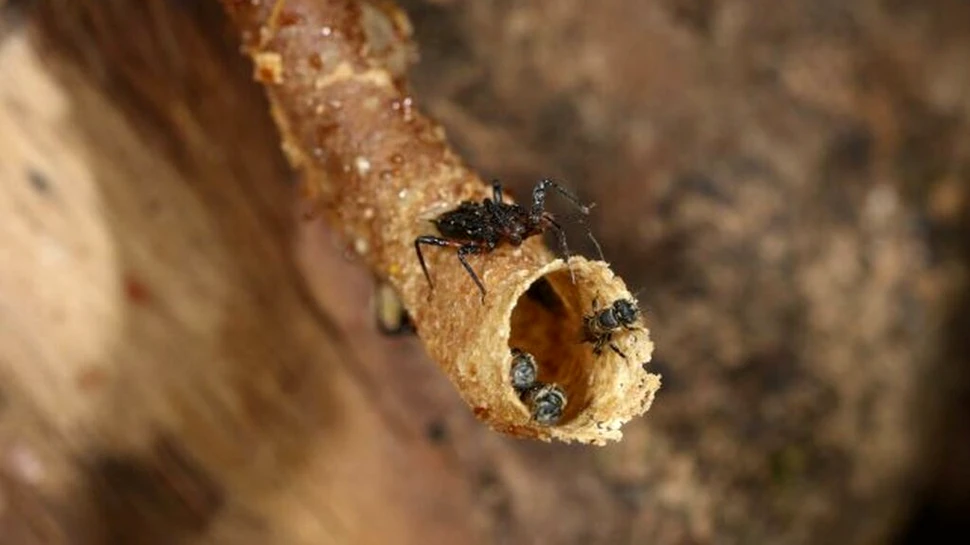 O specie de insectă folosește o tactică surprinzătoare pentru a-și manipula prada